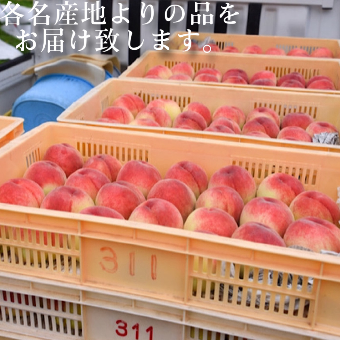 白桃 あらかわの桃 1玉