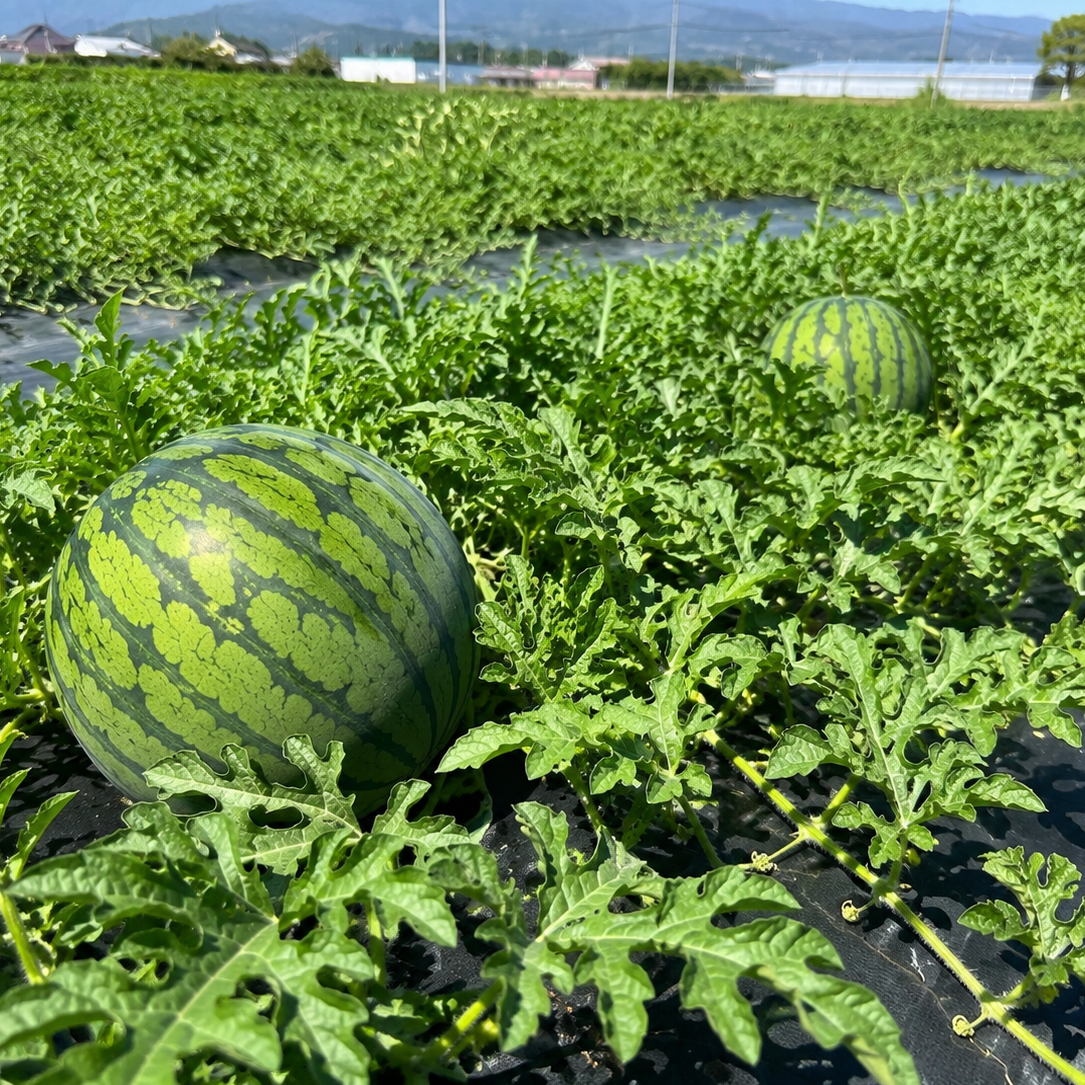 タカスオ西瓜 Takasuo Watermelon