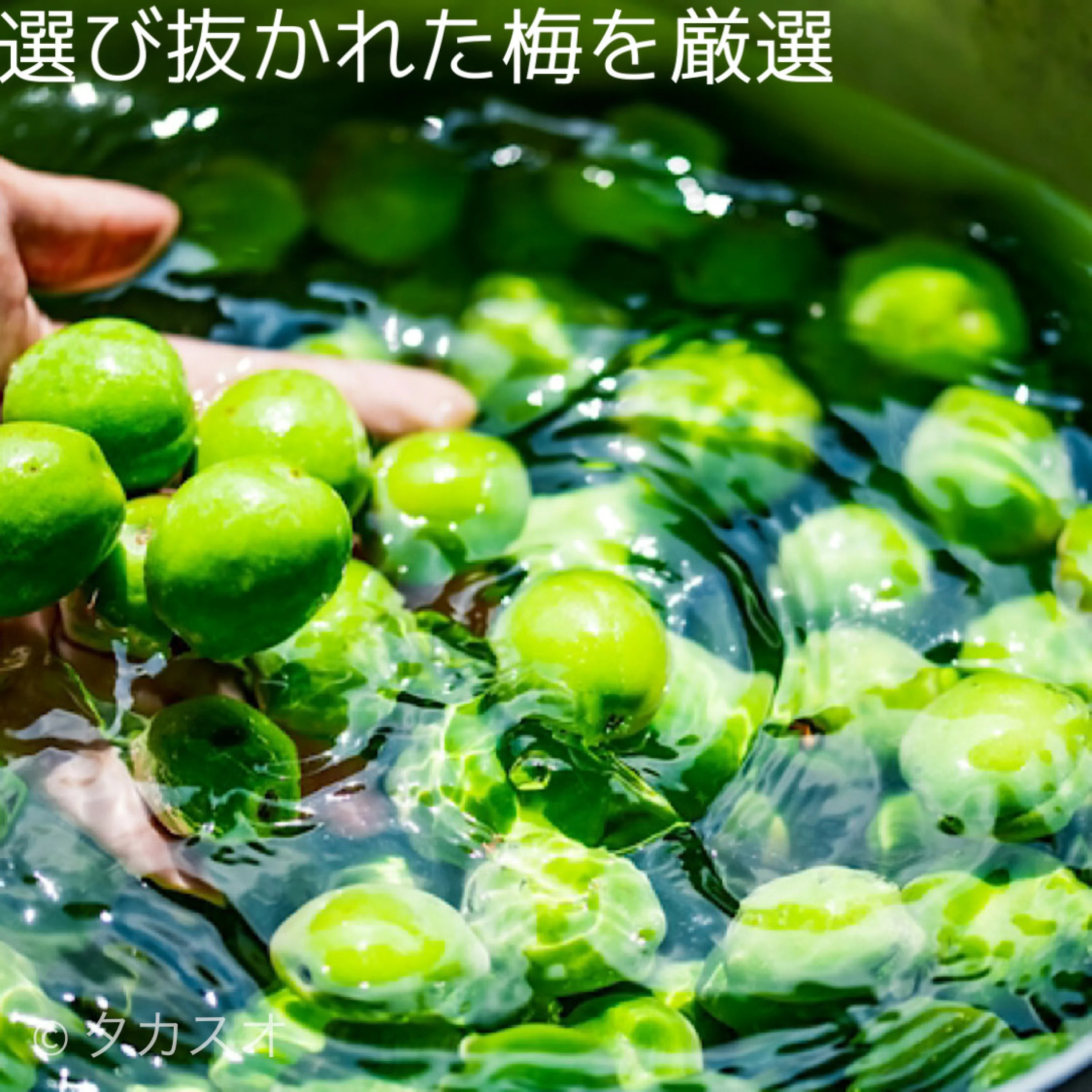 CHOYA 梅しぼり（紀州産南高梅使用）